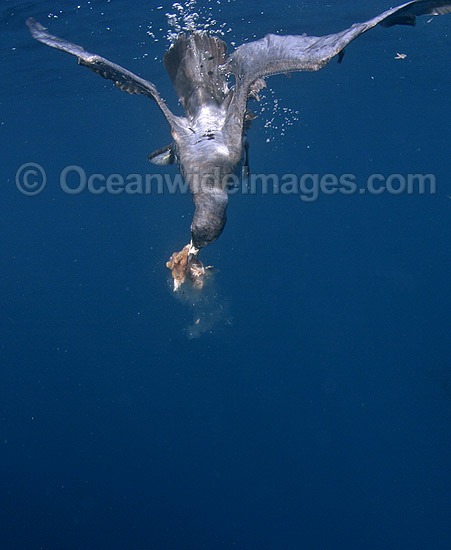 Wedge-tailed Shearwater diving under surface photo