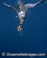 Wedge-tailed Shearwater diving under surface Photo - Chris & Monique Fallows
