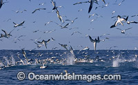 Cape Gannets feeding behind fishing trawler Photo - Chris & Monique Fallows