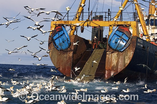 Cape Gannets feeding behind fishing trawler photo