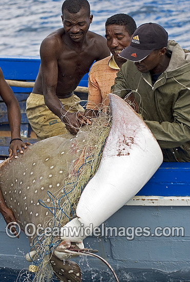 Illegal gill net fishing nets hi-res stock photography and images