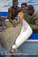 White-spotted Eagle Ray caught in gill net Photo - Chris & Monique Fallows