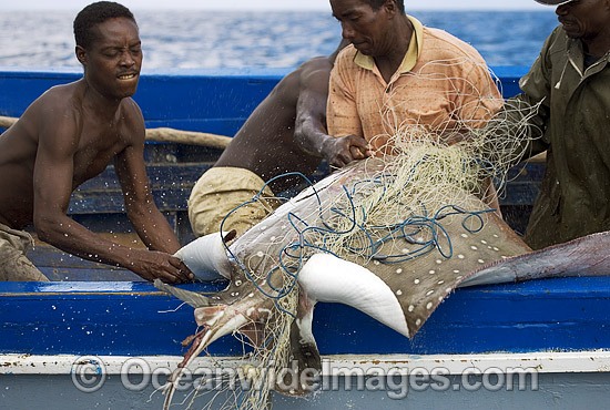 Eagle Ray caught in net photo
