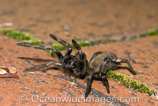 39 Trap Door Spider Stock Photos, High-Res Pictures, and Images