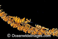 Commensal Whip Shrimp on Whip Coral Photo - Gary Bell