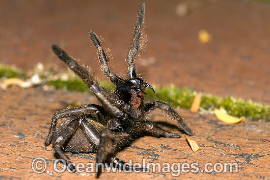 Trapdoor Spider male striking photo