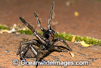 Trapdoor Spider male striking Photo - Gary Bell