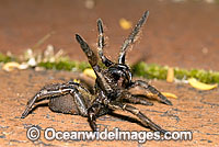 Trapdoor Spider male striking Photo - Gary Bell