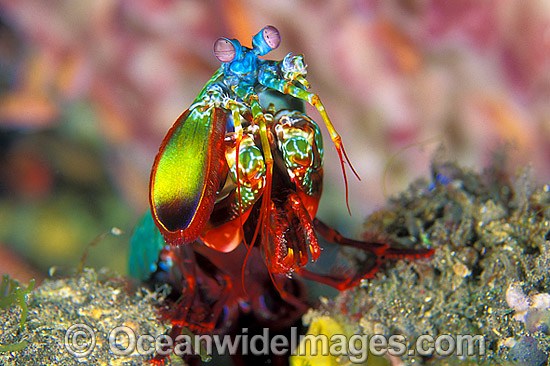Mantis Shrimp Odontodactylus scyallarus photo