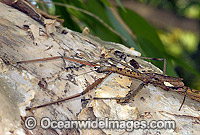 Titan Stick Insect Acrophylla titan Great Brown Stick Insect Photo - Gary Bell