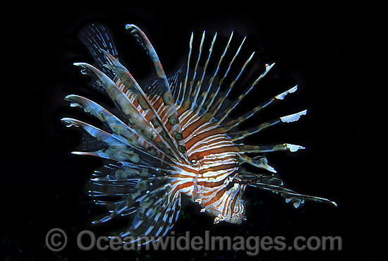 Common Lionfish Pterois volitans photo