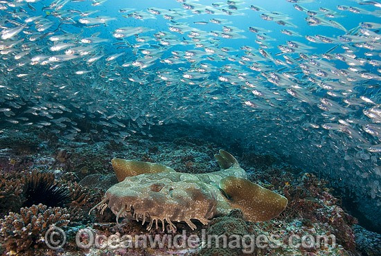 Spotted Wobbegong Shark and Cardinalfish photo