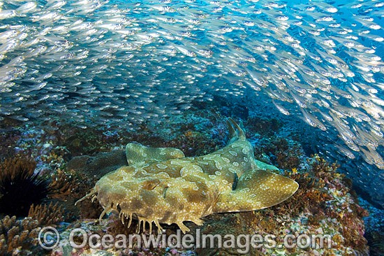 Spotted Wobbegong Shark photo