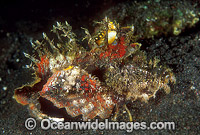 Demon Stinger Scorpionfish Photo - Gary Bell