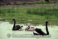 Black Swan Cygnus atratus with chicks Photo - Gary Bell