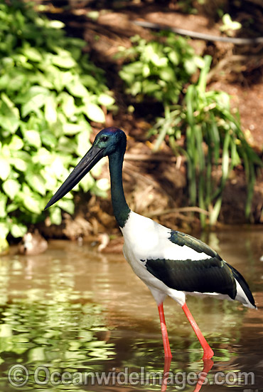 Black-necked Stork Ephippiorhynchus asiaticus photo