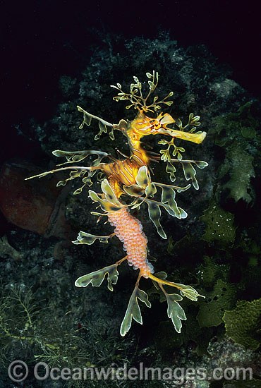 Leafy Seadragon with eggs photo