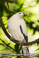 Pied Imperial-pigeon Ducula bicolor Photo - Gary Bell