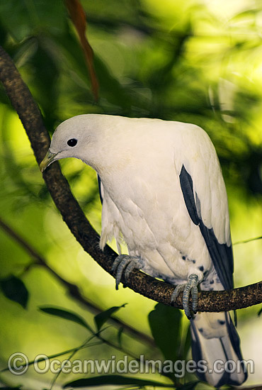 Pied Imperial-pigeon photo