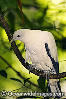 Pied Imperial-pigeon Photo - Gary Bell