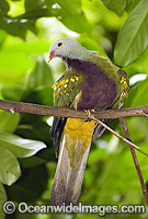 Wompoo Fruit-Dove Ptilinopus magnificus Photo - Gary Bell