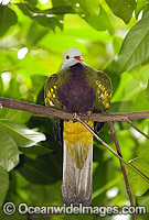 Wompoo Fruit-Dove Photo - Gary Bell