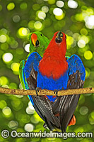 Eclectus Parrot mating Photo - Gary Bell