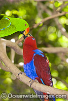 Eclectus Parrot male and female Photo - Gary Bell