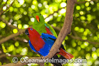 Eclectus Parrots mating Photo - Gary Bell