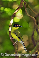 Fig Bird Sphecotheres viridis Photo - Gary Bell