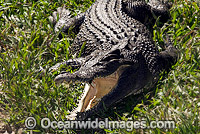 Saltwater Crocodile Photo - Gary Bell