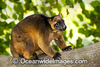 Lumholtz's Tree-kangaroo Dendrolagus lumholtzi Photo - Gary Bell