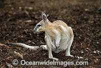 Northern Nailtail Wallaby Onychogalea unguifera Photo - Gary Bell