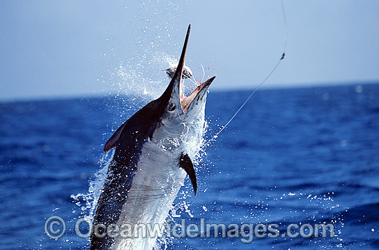 Black Marlin Makaira indica breaching Billfish photo