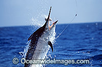 Black Marlin Makaira indica breaching Billfish Photo - John Ashley