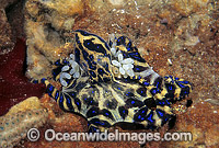 Southern Blue-ringed Octopus carrying eggs Photo - Bill Boyle