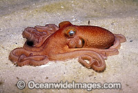 Southern Sand Octopus Octopus kaurna Photo - Bill Boyle