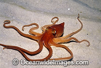 Southern Sand Octopus Photo - Bill Boyle