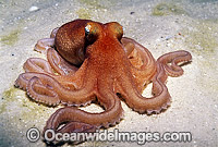 Southern Sand Octopus Octopus kaurna Photo - Bill Boyle