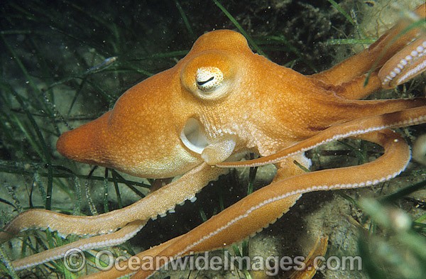 Sand Octopus Octopus kaurna photo