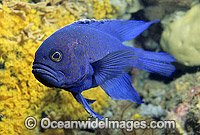 Southern Blue Devilfish Photo - Bill Boyle