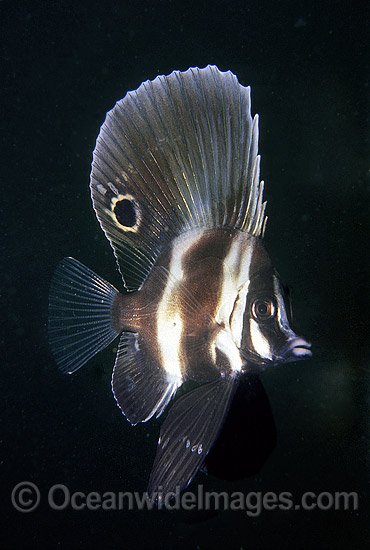 Short Boarfish Parazanclistius hutchinsi photo
