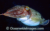 Broadclub Cuttlefish exhaust siphon Photo - Gary Bell