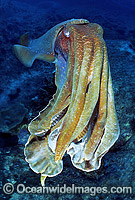 Giant Cuttlefish Photo - Gary Bell