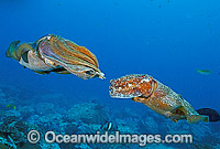 Giant Cuttlefish male courting female Photo - Gary Bell