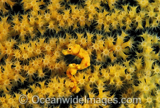 Pygmy Seahorse on Gorgonian Fan Coral photo