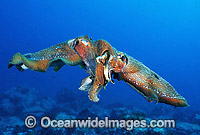 Giant Cuttlefish male female pair mating Photo - Gary Bell