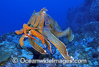 Giant Cuttlefish Sepia apama Photo - Gary Bell