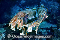 Giant Cuttlefish two rivalling males Photo - Gary Bell