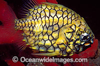 Pineapplefish Cleidopus gloriamaris light organ Photo - Gary Bell